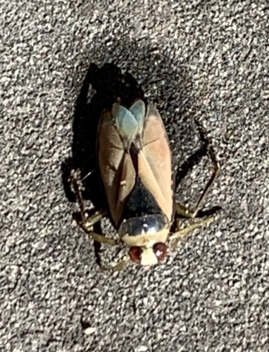 Eurasian Greater Water Boatman, Louis Bouwmeesterstraat, Hengelo, Overijssel, NL, photo 9 of 10
