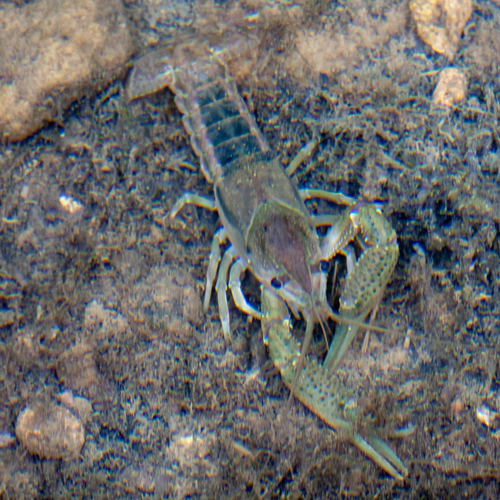 Mane Crayfish