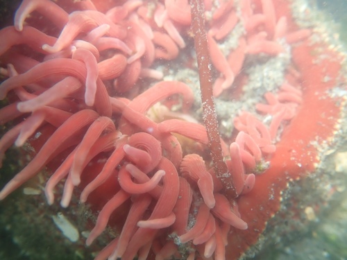 Urticina columbiana