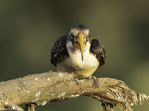 Eastern Yellow-billed Hornbill