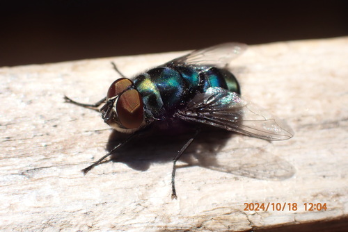 Copper-tailed Blowfly