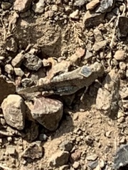 Trimerotropis occidentalis