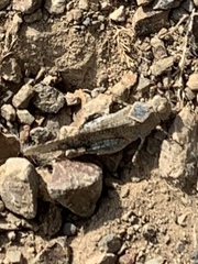 Trimerotropis occidentalis