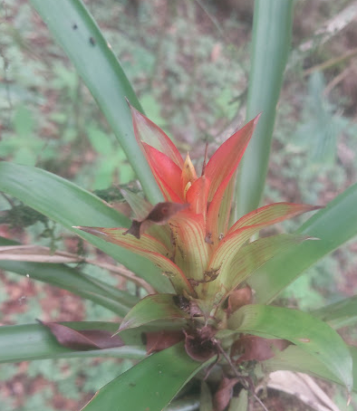 Imagem de Bromélia