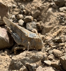 Trimerotropis occidentalis