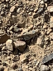 Trimerotropis occidentalis