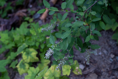 Ceanothus integerrimus
