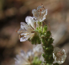 Phacelia purpusii