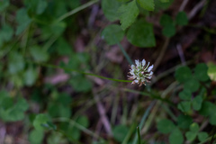 Trifolium breweri