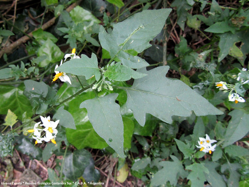 Solanum pilcomayense