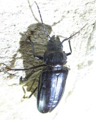 Mallodon dasystomus