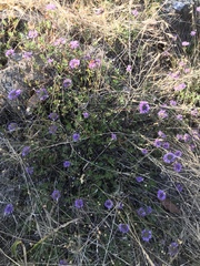 Monardella purpurea