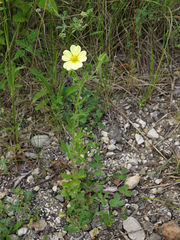 Potentilla recta