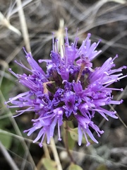 Monardella purpurea