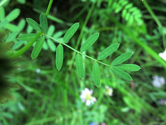 Securigera varia