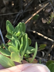 Monardella purpurea