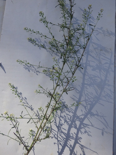 Image of Lepidium graminifolium by (c) Pere Barnola, some rights reserved (CC BY-SA)