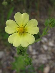 Potentilla recta