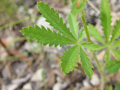 Potentilla recta