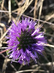 Monardella purpurea