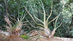 Tillandsia butzii