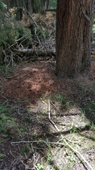 Tamiasciurus fremonti