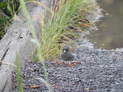 Junco hyemalis caniceps