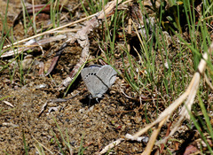 Glaucopsyche lygdamus australis