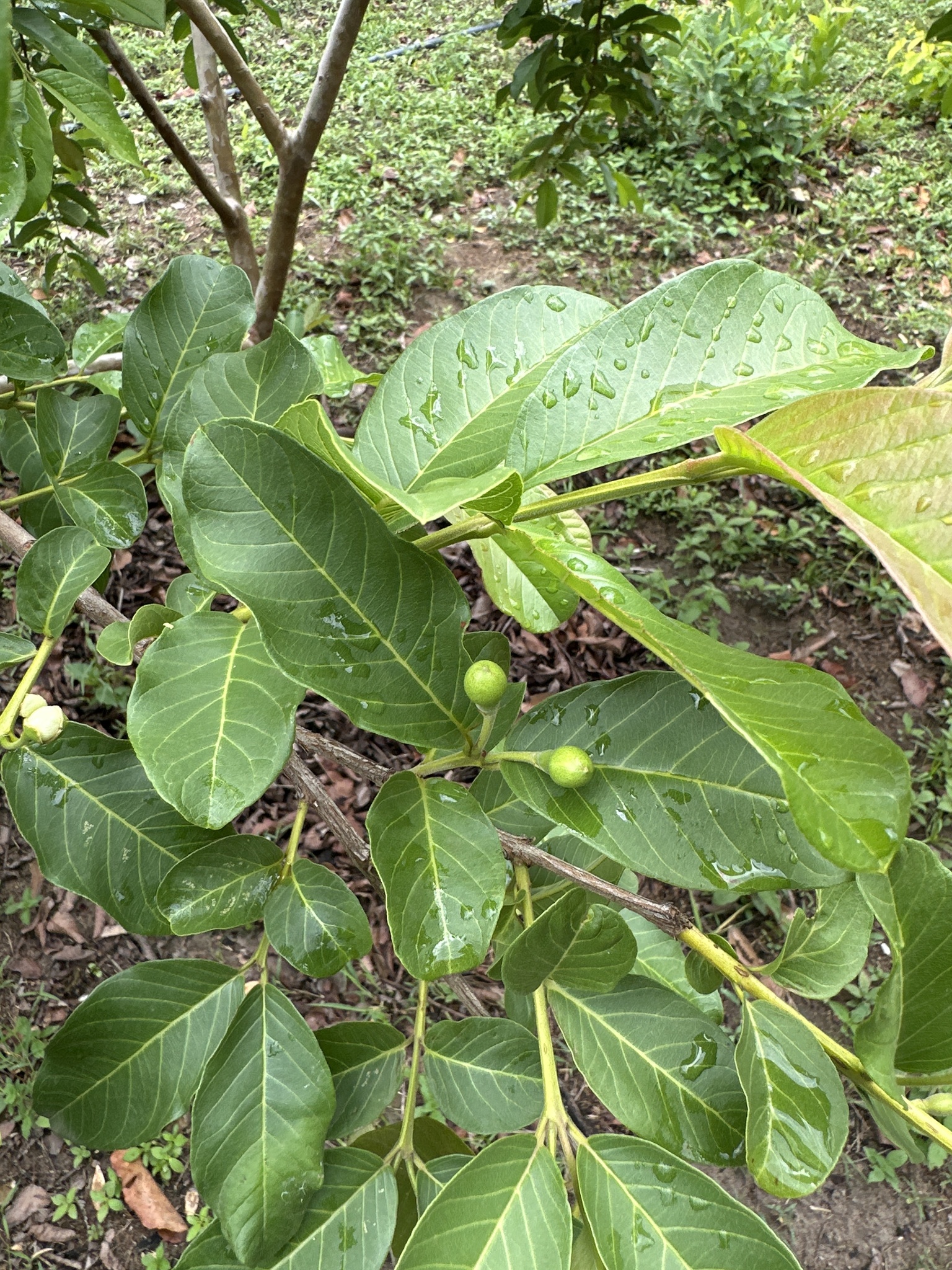 Psidium guajava