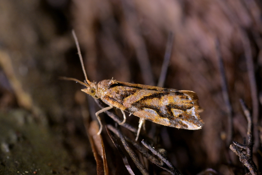 Pyrgotis plinthoglypta
