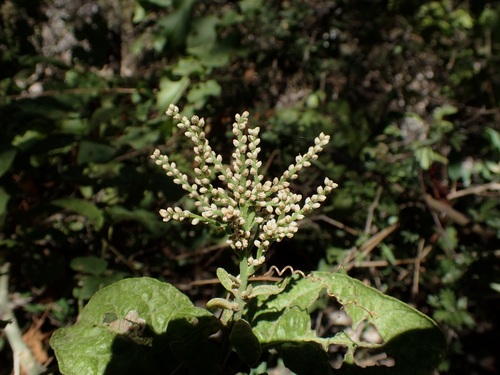 Image of Celosia floribunda by (c) Sue Carnahan, some rights reserved (CC BY)