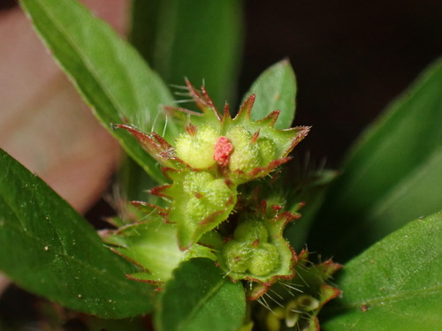 Image of Acalypha gracilens by (c) W Rao, some rights reserved (CC BY)