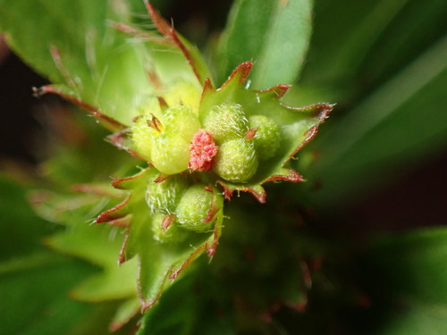 Image of Acalypha gracilens by (c) W Rao, some rights reserved (CC BY)