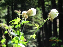 Sidalcea malachroides