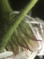 Erigeron glabellus pubescens