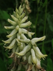 Astragalus uliginosus