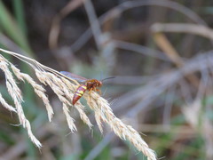 Sphecius convallis