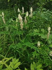 Astragalus uliginosus