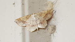 Euchlaena deplanaria