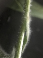 Erigeron glabellus pubescens