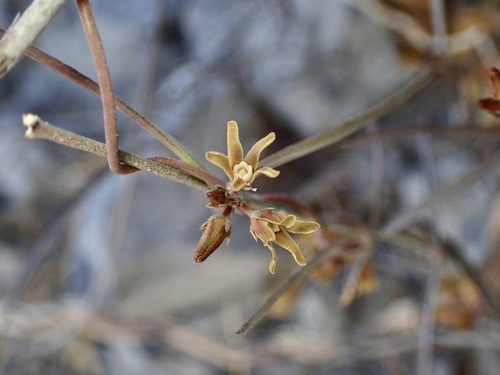 Image of Pattalias palmeri by (c) Sue Carnahan, some rights reserved (CC BY)