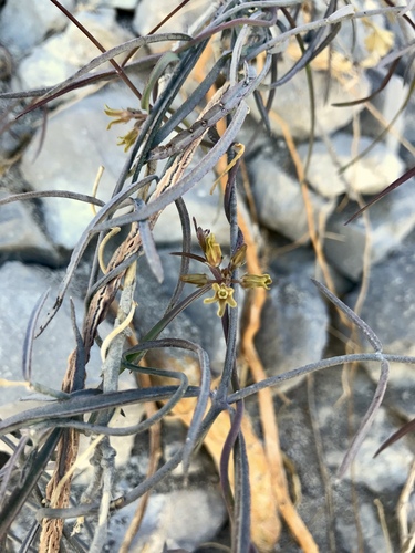 Image of Pattalias palmeri by (c) Sue Carnahan, some rights reserved (CC BY)