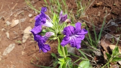 Ruellia lactea