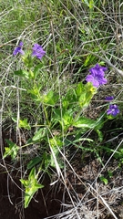 Ruellia lactea