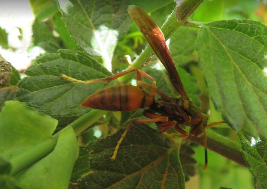 Polistes notatipes