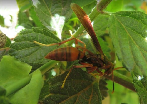 Polistes notatipes
