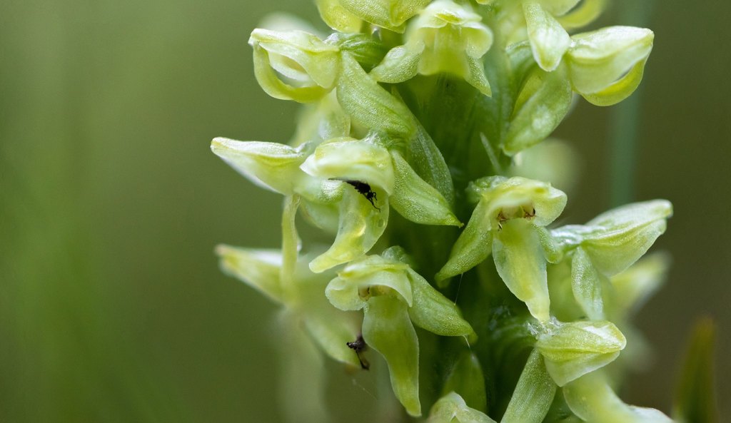 Leafy Northern Green Orchid