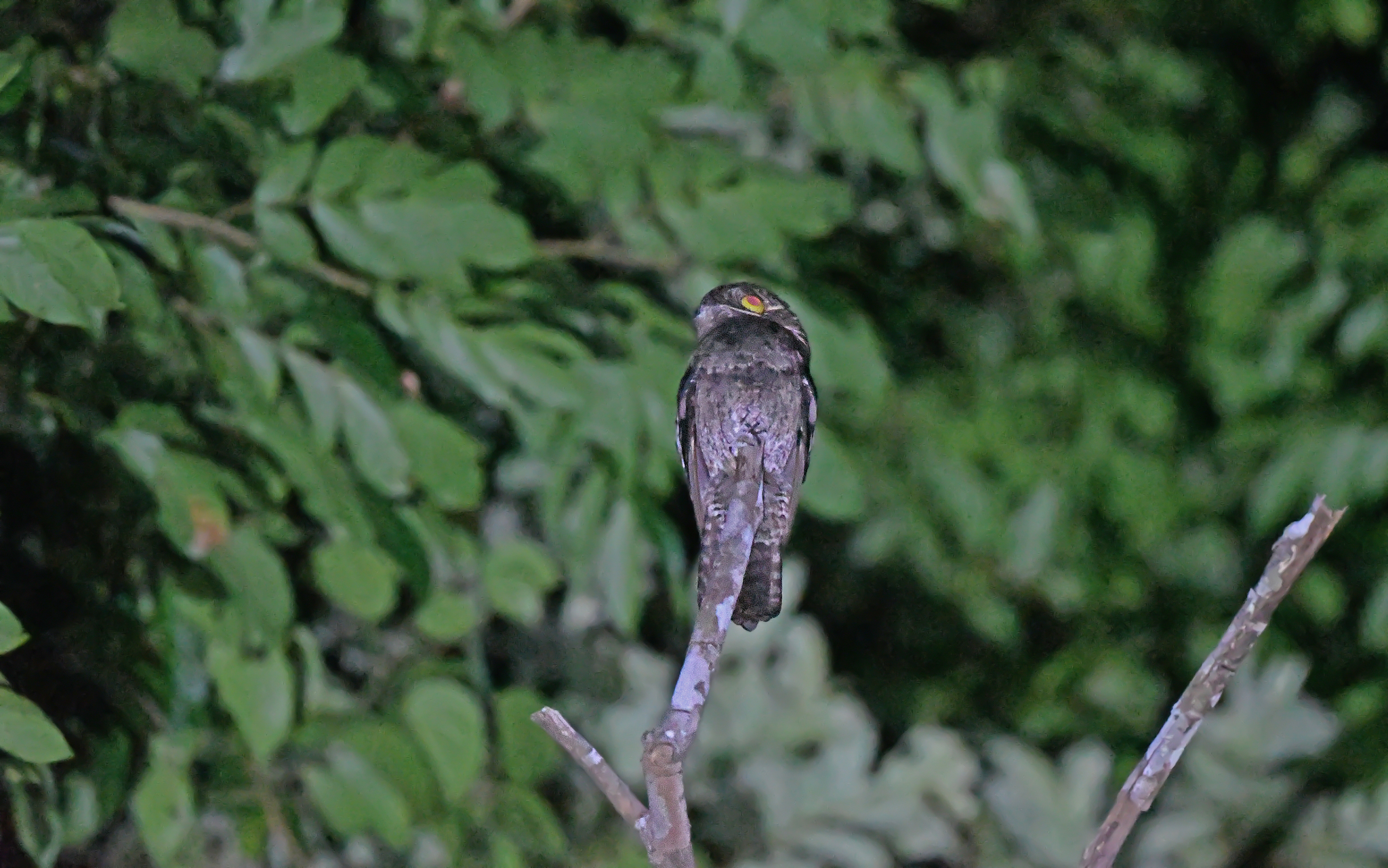 White-winged Potoo (Nyctibius leucopterus), photo 2