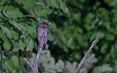 White-winged Potoo (Nyctibius leucopterus), photo 3