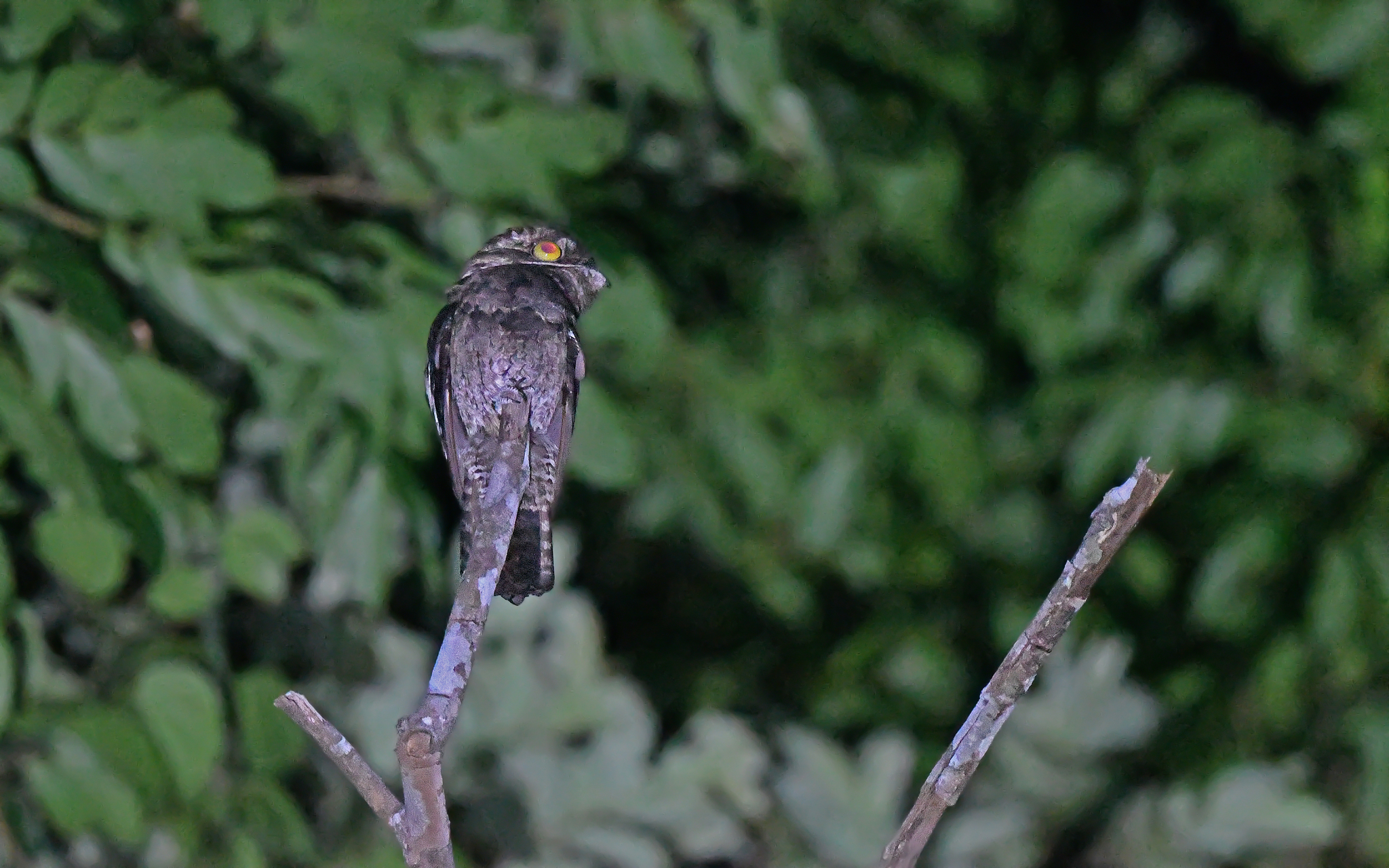 White-winged Potoo (Nyctibius leucopterus), photo 3
